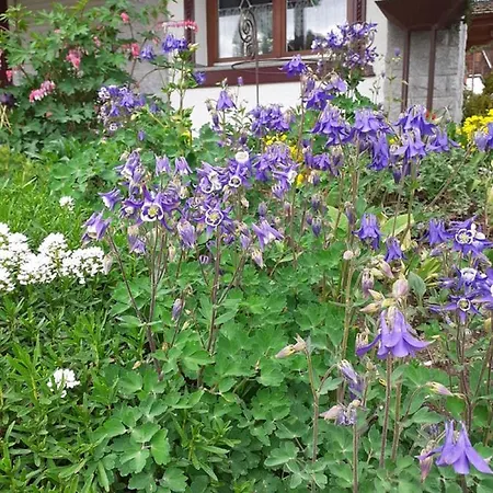Arberblick Apartment *